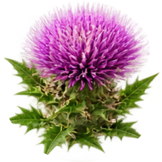 Milk Thistle